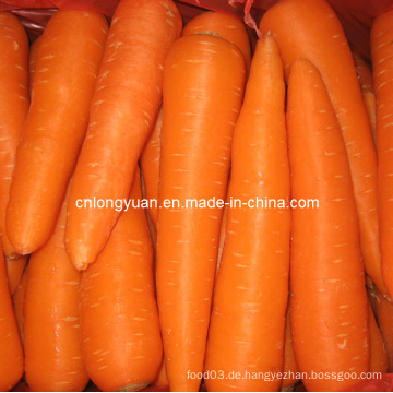 Exportierte Standardqualität Chinesische Frische Karotte